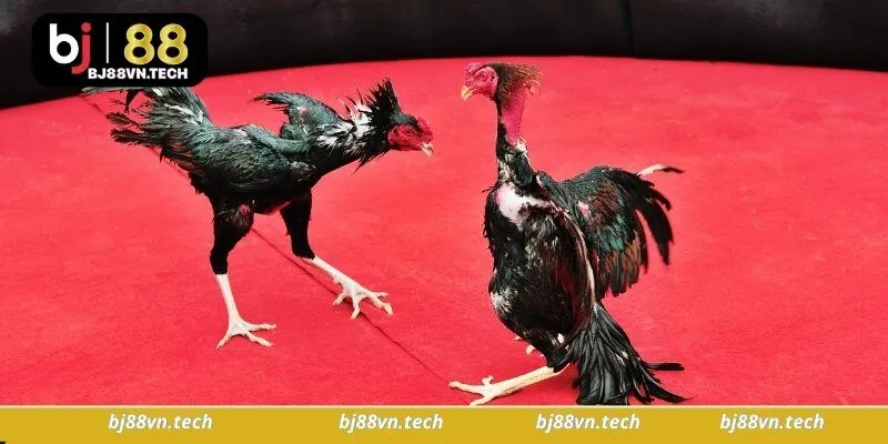 Hướng dẫn cách chơi Đá Gà Bj88 cho tân thủ
